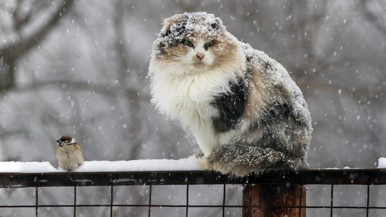 На Полтавщині прогнозують сильні опади у вигляді снігу