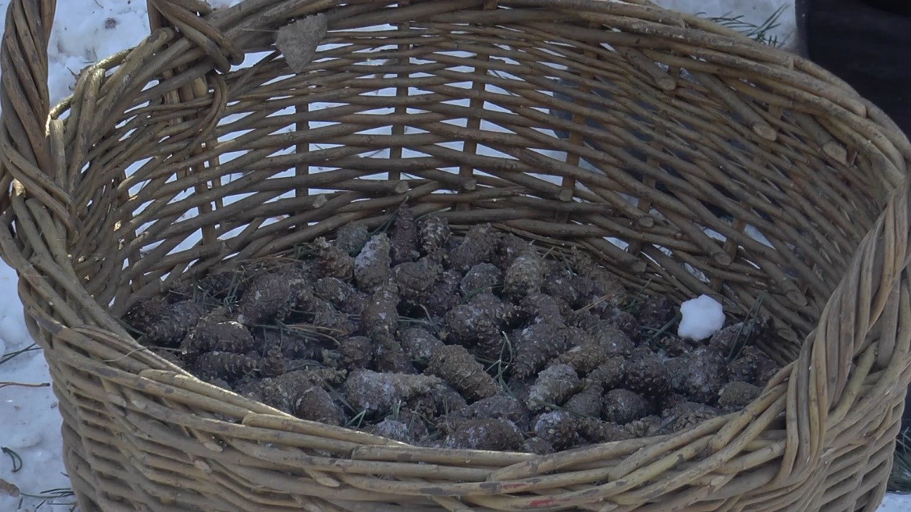 Близько 8 тонн соснових шишок заготували працівники Полтавського лісового господарства